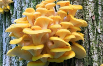 Citrininės kreivabudės 30 kaištelių rąstams