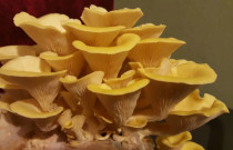 Citrininės kreivabudės 30 kaištelių rąstams