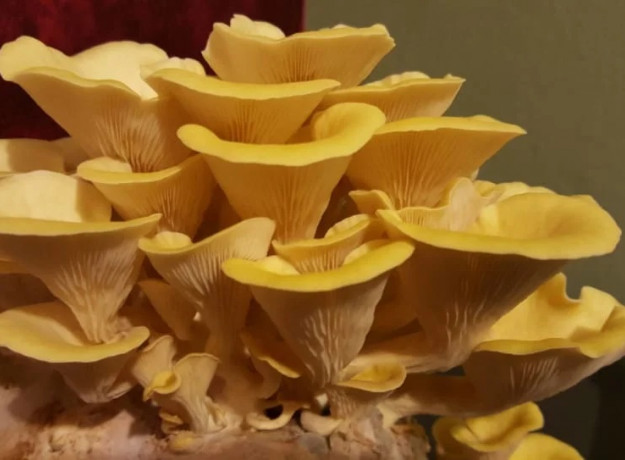 Citrininės kreivabudės 30 kaištelių rąstams