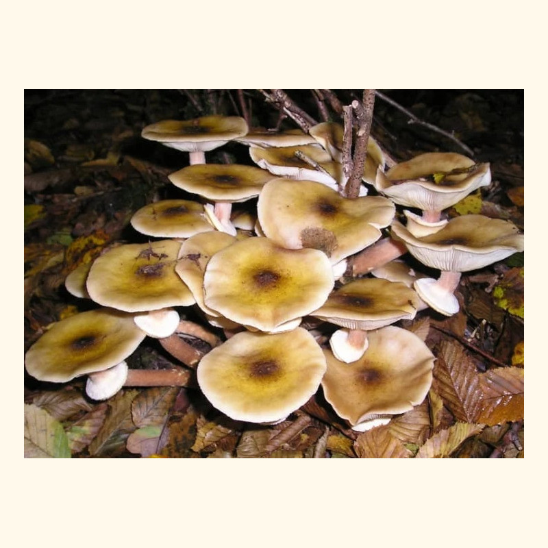 Paprastasis kelmutis 1000 kaištelių rąstams