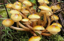 Paprastasis kelmutis 1000 kaištelių rąstams