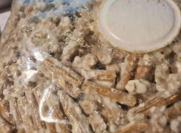 Paprastasis kelmutis 1000 kaištelių rąstams