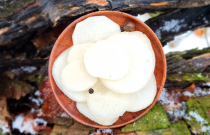 Rauginti baltieji ridikai 250 g