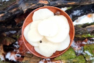 Rauginti baltieji ridikai...