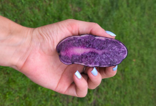 Violetinės bulvės...