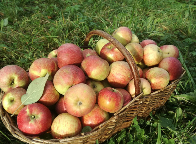 Ekologiški obuoliai „Antej“ (žieminiai)