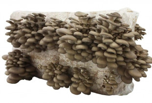 Gluosninių kreivabudžių...