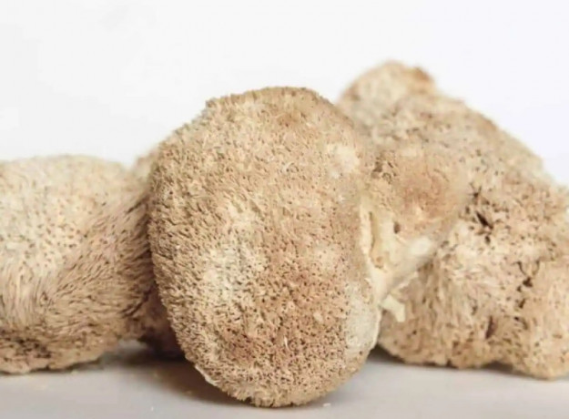 Liūto karčių tinktūros gamybos komplektas