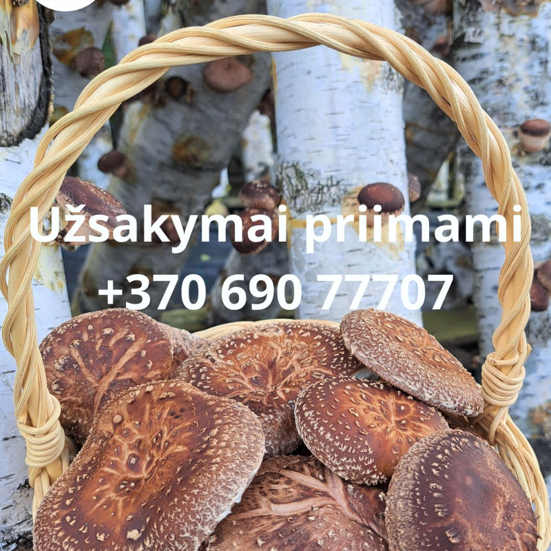 Ant rąstelių auginti grybai shiitake (Valgomasis Dantenis), 300 g