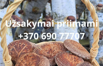 Ant rąstelių auginti grybai shiitake (Valgomasis Dantenis), 300 g