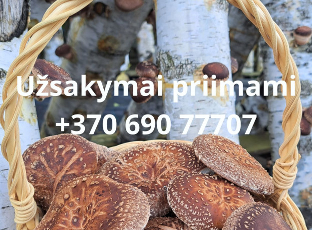 Ant rąstelių auginti grybai shiitake (Valgomasis Dantenis), 300 g