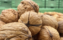 Graikiniai riešutai