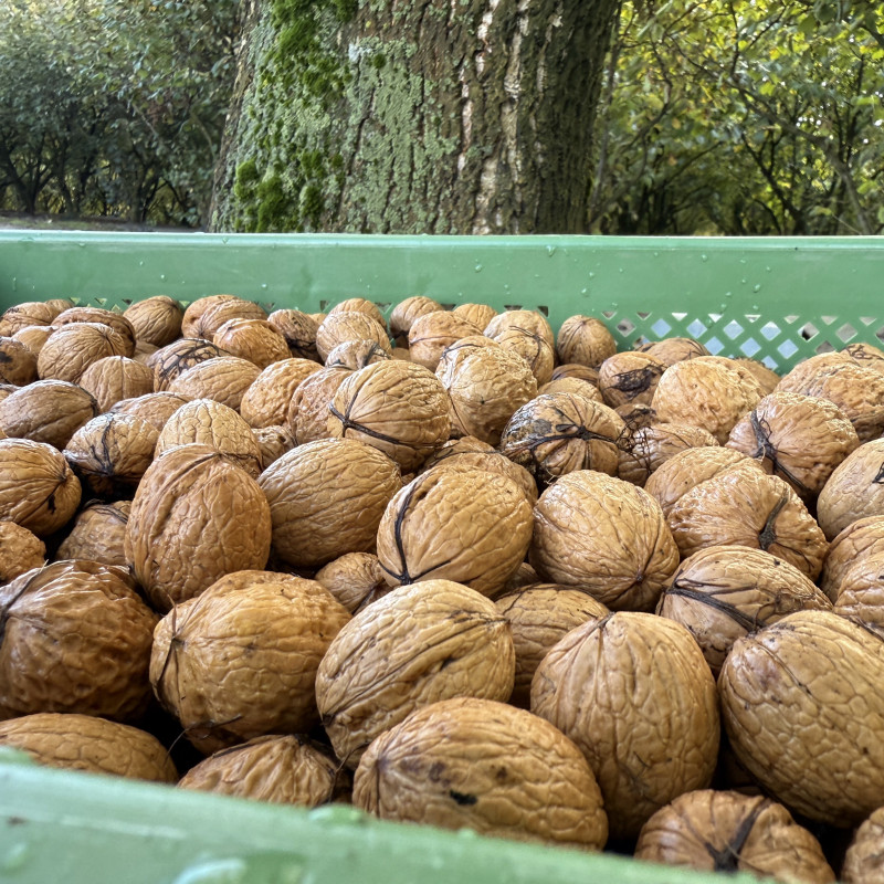 Graikiniai riešutai