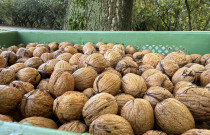 Graikiniai riešutai