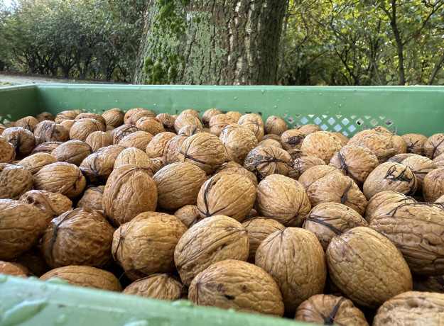 Graikiniai riešutai