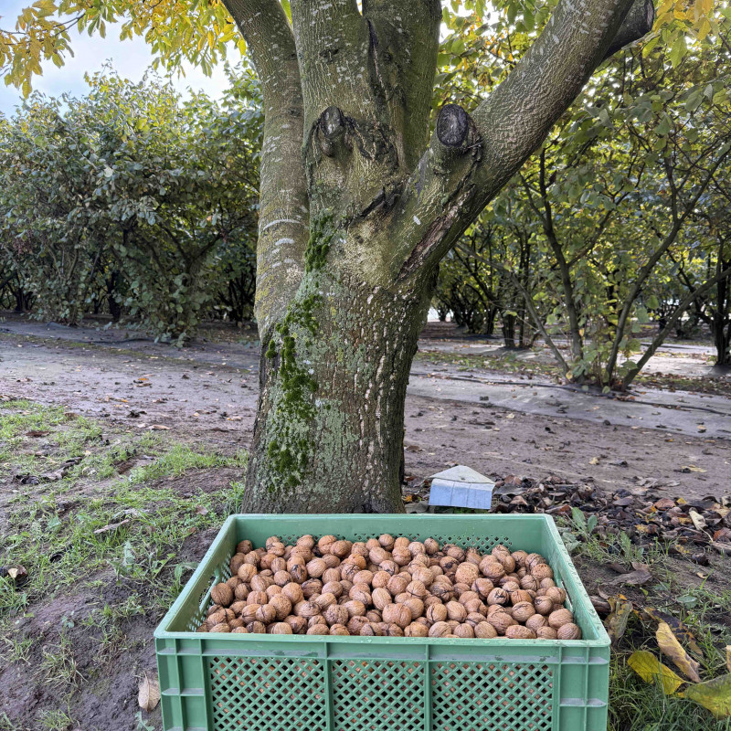 Graikiniai riešutai