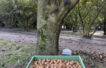 Graikiniai riešutai