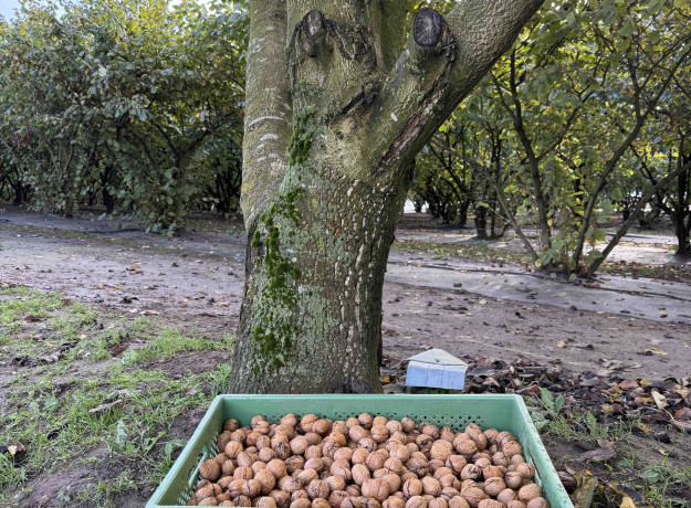 Graikiniai riešutai