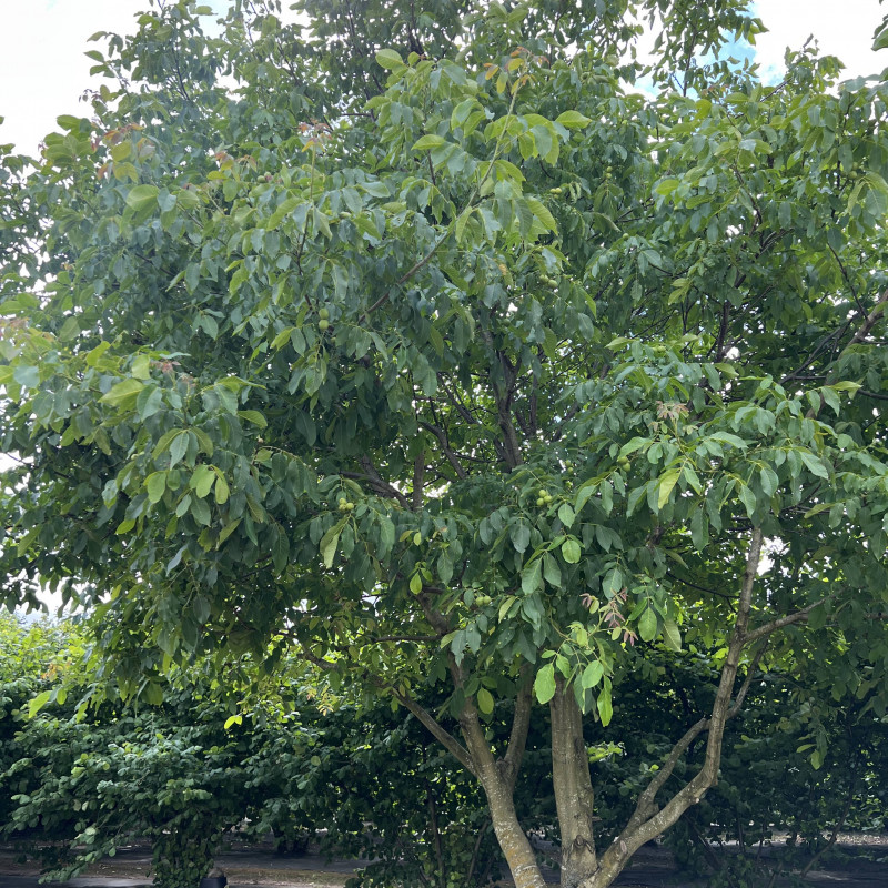 Graikiniai riešutai