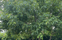 Graikiniai riešutai