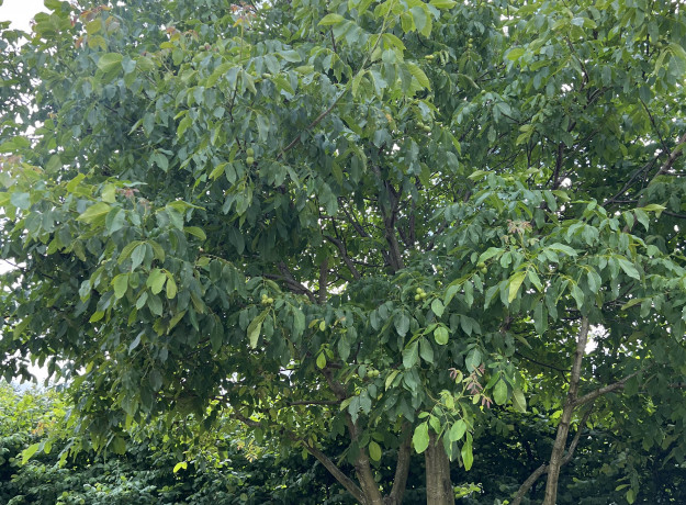 Graikiniai riešutai