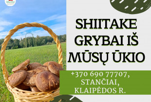 Shiitake grybai užauginti...