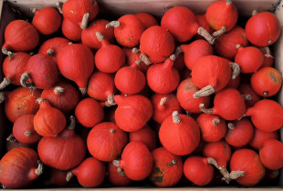 Hokaido tipo moliūgai