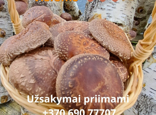 Šitake grybai (tiesiai iš ūkio) 600 g