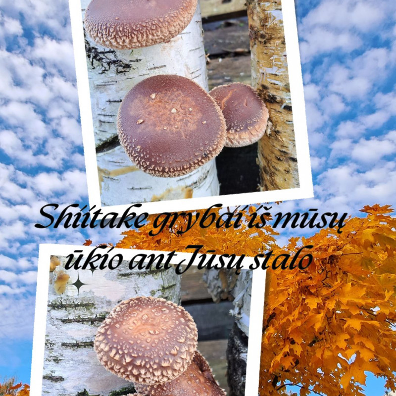 Šitake grybai (tiesiai iš ūkio) 600 g