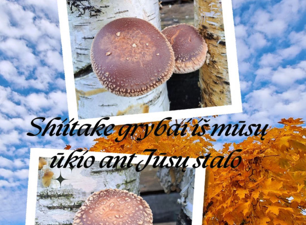 Šitake grybai (tiesiai iš ūkio) 600 g