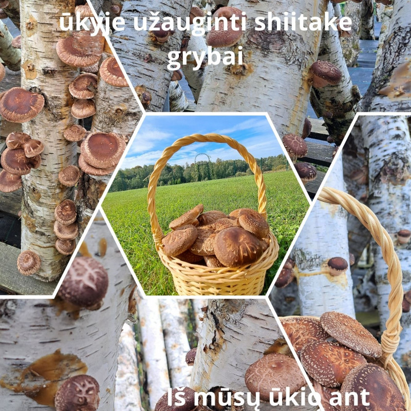 Šitake grybai (tiesiai iš ūkio) 600 g