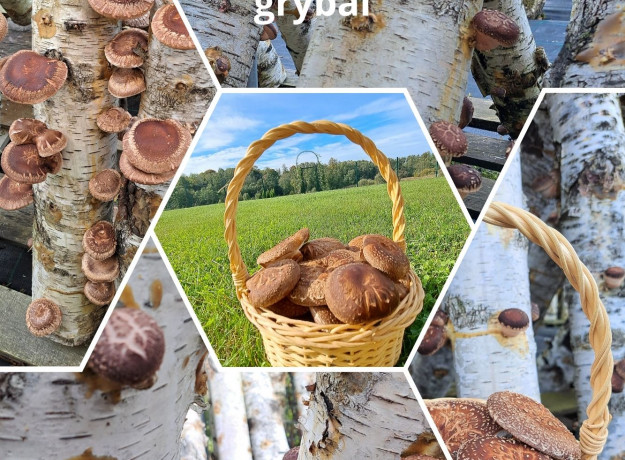 Šitake grybai (tiesiai iš ūkio) 600 g