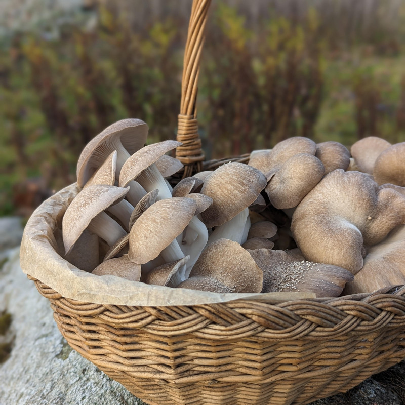 Švieži, Juodosios perlinės kreivabudės, grybai 500 g