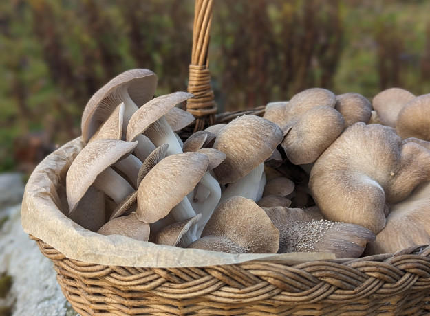 Švieži, Juodosios perlinės kreivabudės, grybai 500 g