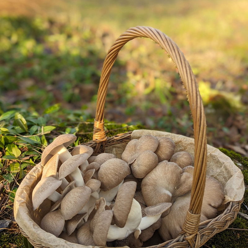 Švieži, Juodosios perlinės kreivabudės, grybai 1kg