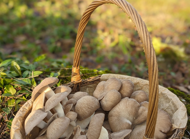 Švieži, Juodosios perlinės kreivabudės, grybai 1kg