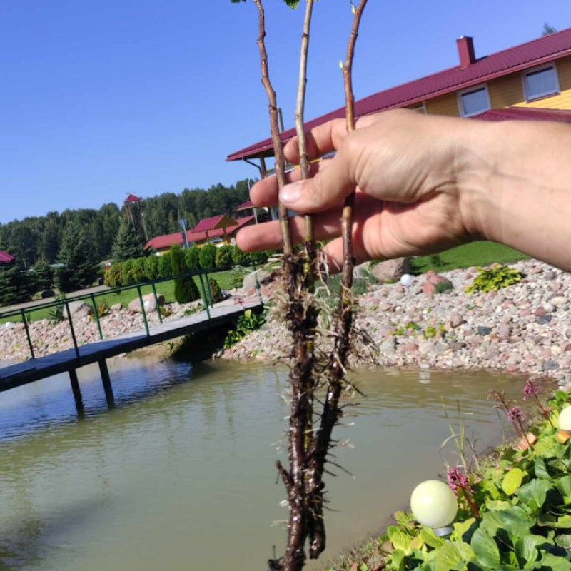 Juodųjų serbentų sodinukai
