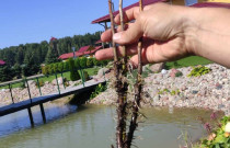 Juodųjų serbentų sodinukai