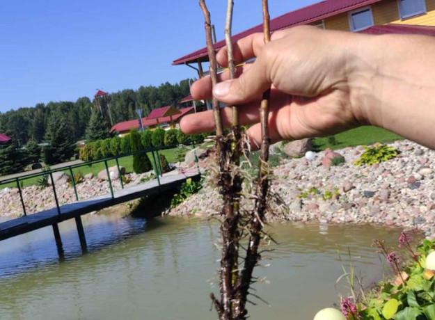 Juodųjų serbentų sodinukai