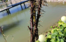 Juodųjų serbentų sodinukai