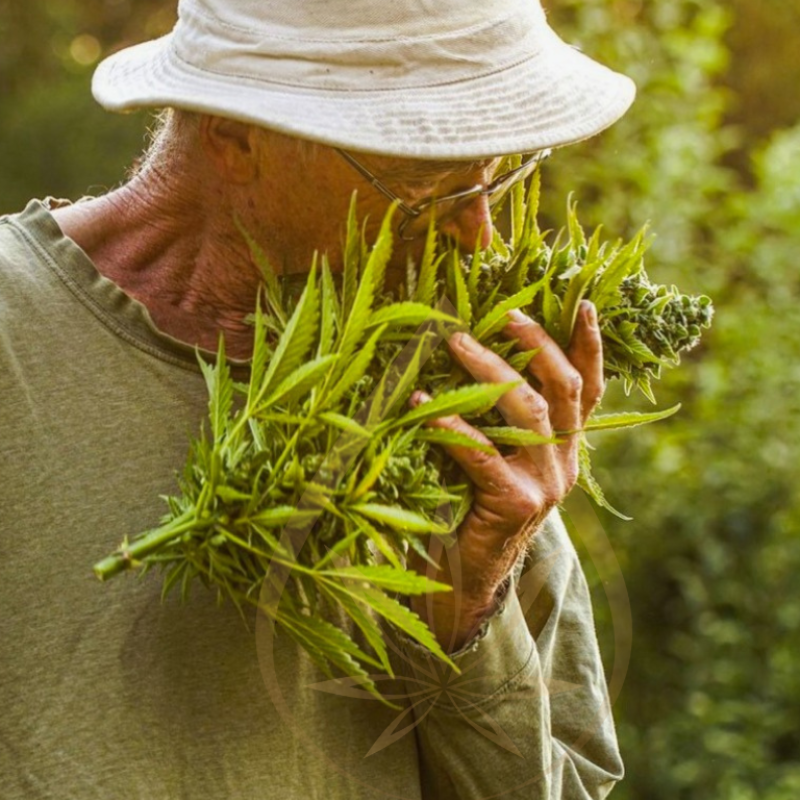 Kanapių žiedų arbata 25 g