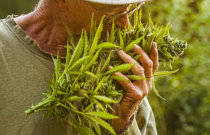 Kanapių žiedų arbata 25 g