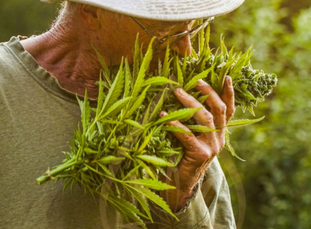 Kanapių žiedų arbata 25 g