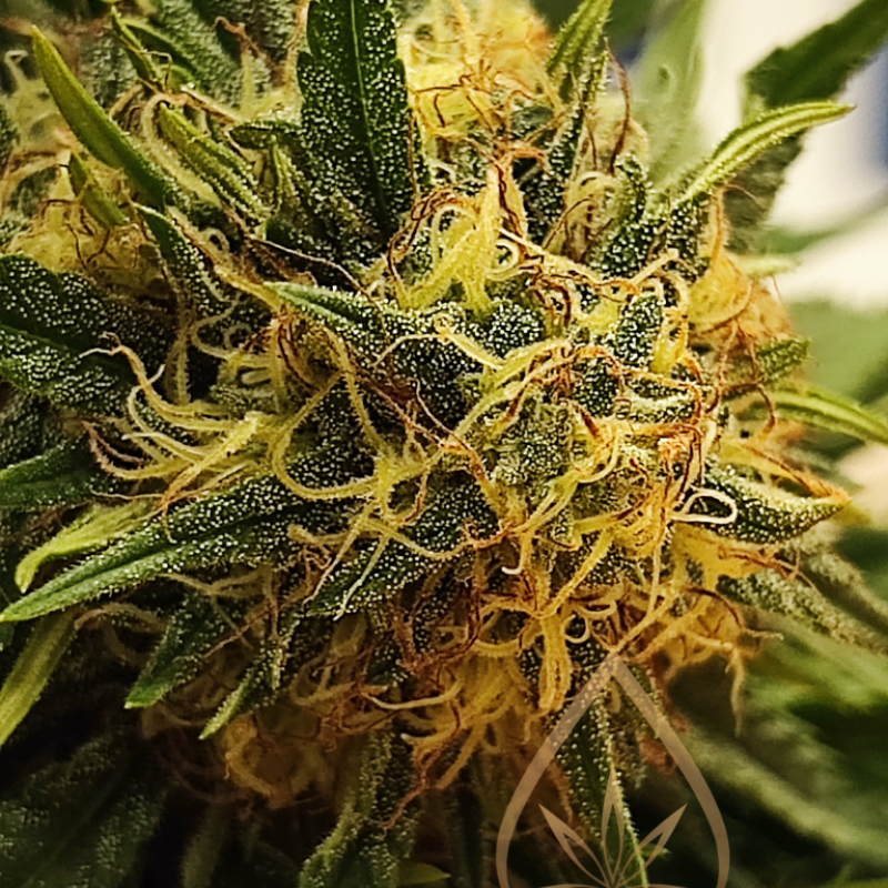 Kanapių žiedų arbata 25 g