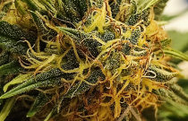 Kanapių žiedų arbata 25 g