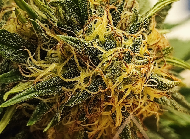 Kanapių žiedų arbata 25 g