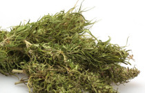 Ekologiška kanapių žiedų arbata