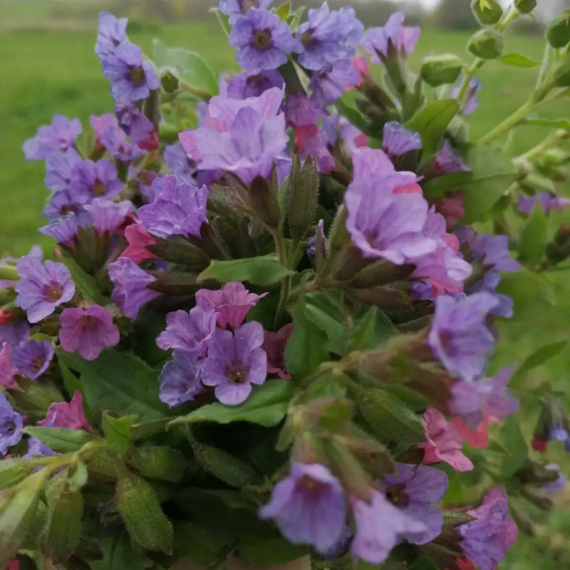 Tamsiosios plautės arbata