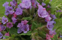 Tamsiosios plautės arbata