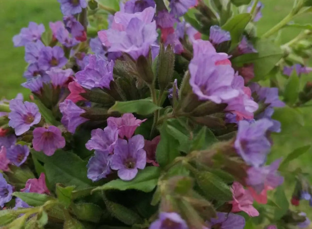 Tamsiosios plautės arbata